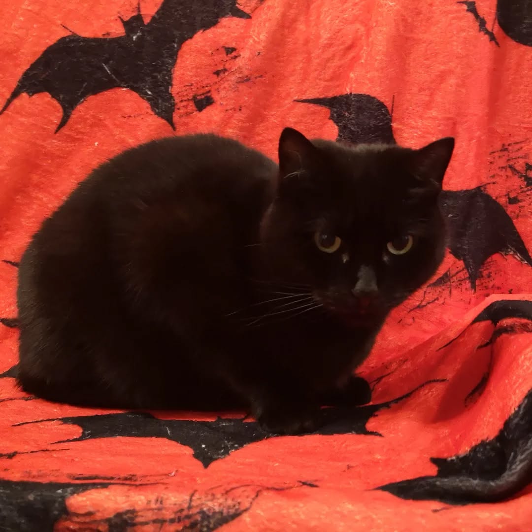 👻🅷🅰🅿🅿🆈 🅷🅰🅻🅻🅾🆆🅴🅴🅽🕸️

übrigens auch von Mr. Black, er hat darauf bestanden euch das mitzuteilen. Und natürlich auch, das schwarze Katzen großartig sind.
Auftrag ausgeführt.🐈‍⬛

#VollAusgebucht #Leseratte #Bookstagram #Timetoread #Booknerd #Büchersüchtig #Booklover #Bücherliebe #Books #Reading #Instabooks #BooksofInstagram #Girlwithbooks #Buchtipp #Bookaddicted #Letsreadabook #Horrorgirl #Thrillerlover #Buchblogger #Leseliebe #HappyHalloween  #SpookySeason #Trickortreat #MisterBlack #Meow #HappyHalloweenCat #BlackCat